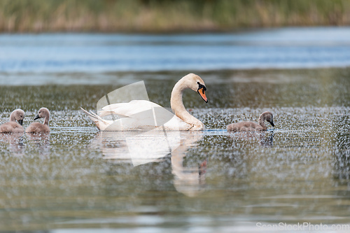 Image of Wild bird mute swan in spring on pond