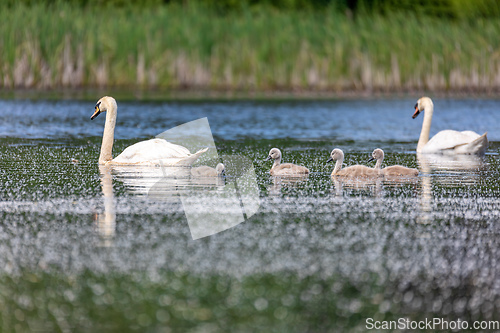 Image of Wild bird mute swan in spring on pond