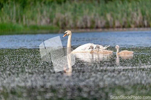 Image of Wild bird mute swan in spring on pond