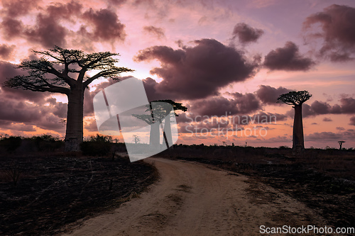 Image of Baobab trees against sunset on the road to Kivalo village. Madagascar landscape.