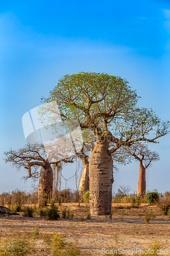 Image of Baobab trees standing tall in Kivalo, Morondava.. Madagascar wilderness landscape.