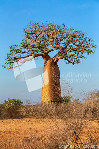 Image of Baobab trees standing tall in Kivalo, Morondava.. Madagascar wilderness landscape.