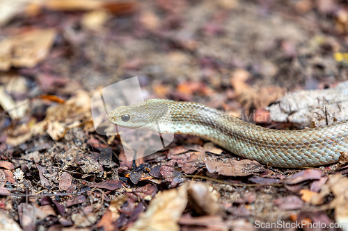 Image of Blonde hognose snake, Leioheterodon modestus, Tsingy de Bemaraha, Madagascar