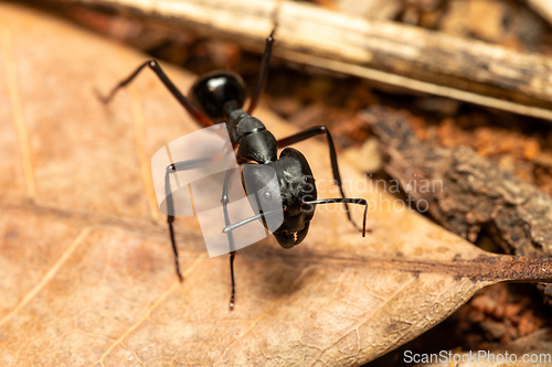 Image of Carpenter ant, Camponotus gibber., Ambalavao, Madagascar wildlife
