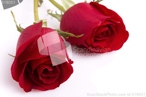 Image of Two red roses