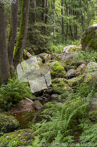 Image of nature reserve in the Bavarian Forest