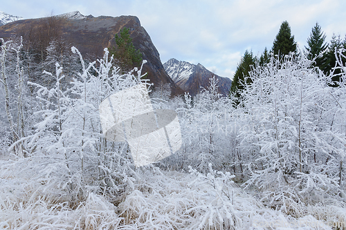 Image of white-frozen pipes and blades of grass in front of mountain peak