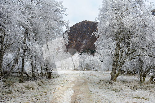 Image of white-frozen hill and path between white-frozen trees with mount