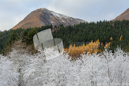 Image of white frozen trees in front of spruce forest with autumn colored