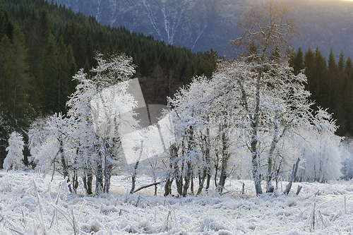 Image of white frozen trees in backlight with fir trees in the background