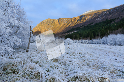 Image of   lonely old tree among white-frozen hill and mountain peak illuminated by afternoon sun