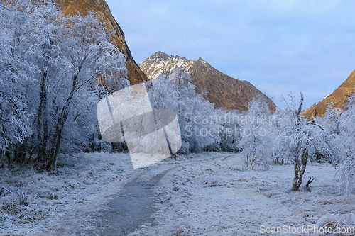 Image of white frozen trees by path towards mountain top sun are illumina