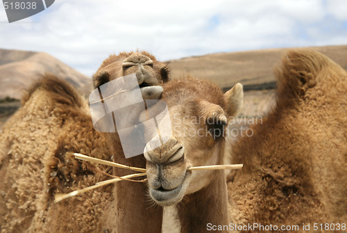 Image of two camels in the desert