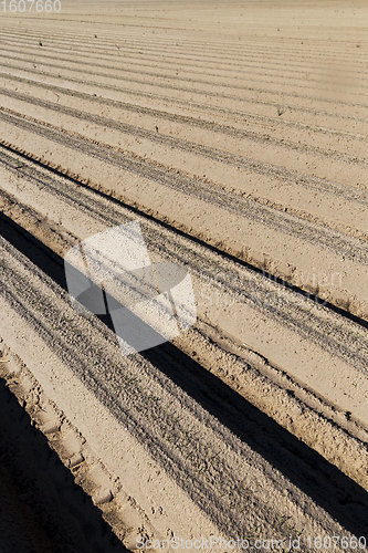 Image of fresh potatoes in the agricultural field