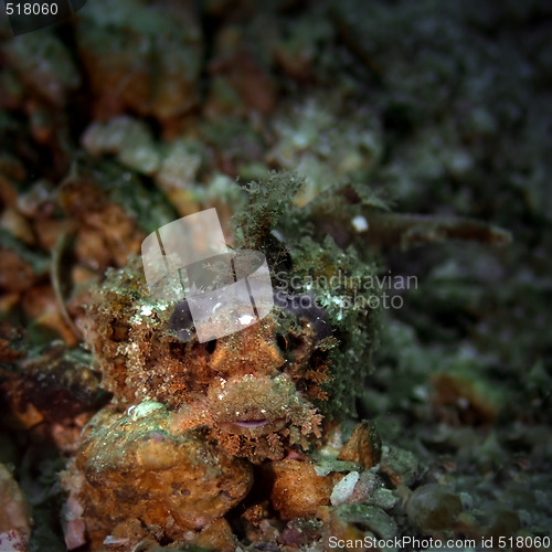 Image of Juvenile bearded scorpionfish 