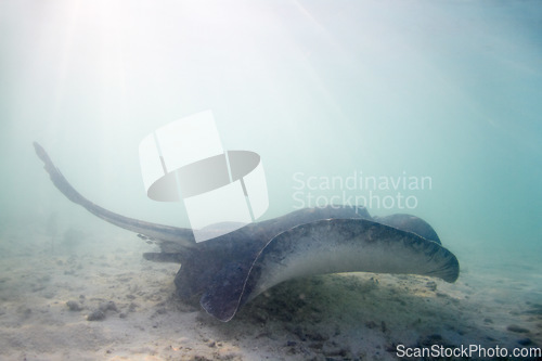 Image of Stingray, swimming and floor of ocean for sea life with underwater beauty and digging sand to feed or rest. Nature, wildlife and coral reef with exploration, marine conservation and eco protection