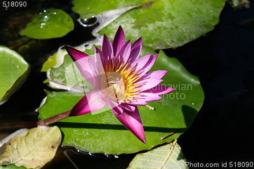 Image of Lilly