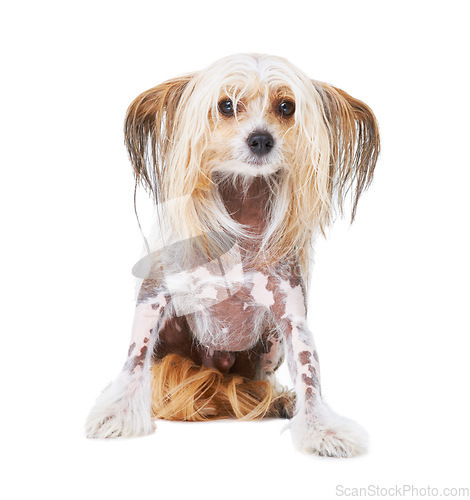 Image of Chinese Crested dog, studio and white background for pet care, health and isolated by wellness. Canine animal, puppy and face with natural fur coat with rescue for safety, pedigree and adoption