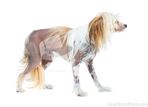 Image of Chinese Crested dog, studio and puppy isolated by white background for care, health and wellness. Canine animal, pet and profile with natural fur coat with rescue for safety, pedigree and adoption