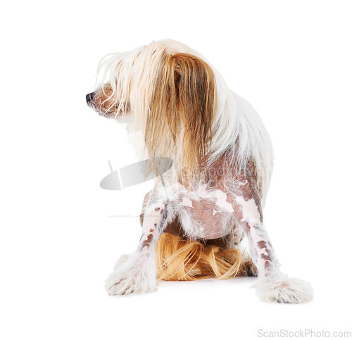 Image of Chinese Crested dog, studio and pet isolated by white background for care, health and wellness. Canine animal, puppy and profile with natural fur coat with rescue for safety, pedigree and adoption