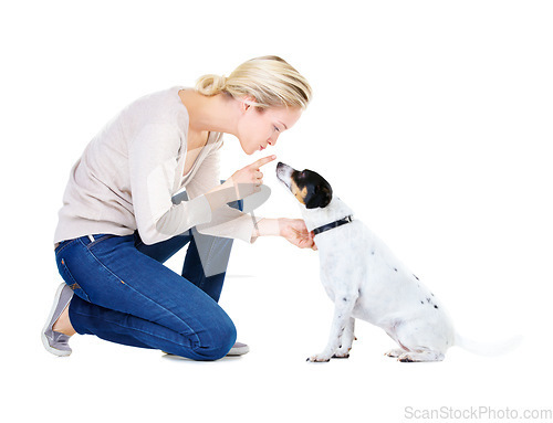 Image of Woman, training and studio with dog or jack russell for silence, learning and care by white background. Girl, animal or pet puppy with teaching, discipline and loyalty on floor for domestic education