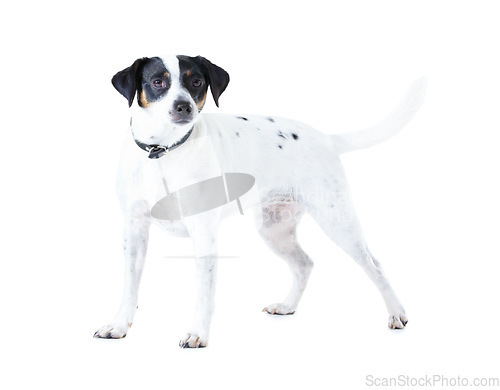 Image of Jack Russell dog, studio and white background with pet care, healthy and isolated with wellness. Canine animal, puppy and face with natural fur coat with rescue for safety, pedigree and adoption