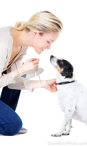 Image of Woman, teaching and studio with jack russell dog for silence, learning and care by white background. Girl, animal or pet puppy with command, training and loyalty on floor for domestic education
