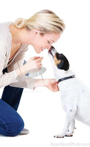 Image of Woman, kiss and studio with jack russell dog for adoption, learning or care by white background. Girl, animal or pet puppy with bonding, training and kindness for loyalty, floor or domestic education