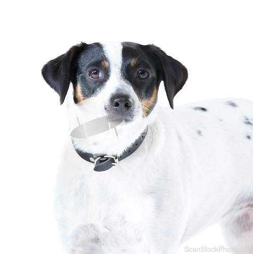 Image of Jack Russell dog, studio closeup and white background for pet care, healthy or isolated with wellness. Canine animal, puppy and face with natural fur coat with rescue for safety, pedigree or adoption