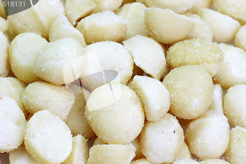 Image of Macadamia