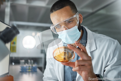 Image of Laboratory scientist with covid virus petri dish to test, check and examine for healthcare, development or medicine innovation. Research, analysis and expert medical doctor study covid 19 bacteria