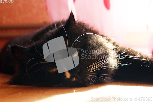 Image of black cat lying on the floor