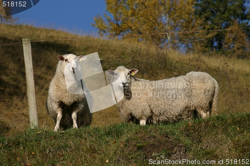 Image of Sheep