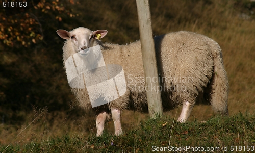 Image of Sheep