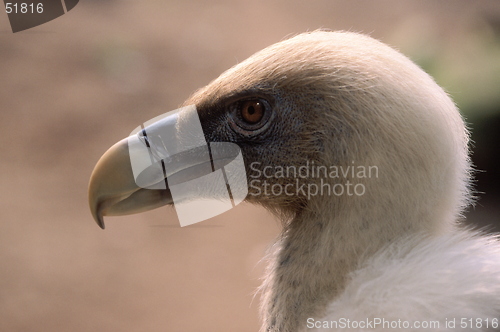 Image of Griffon Vulture