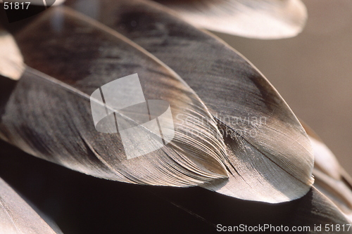 Image of Griffon Vulture Feathers