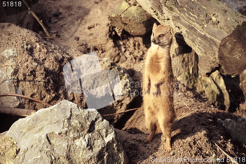 Image of Meerkat