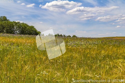 Image of flower meadow