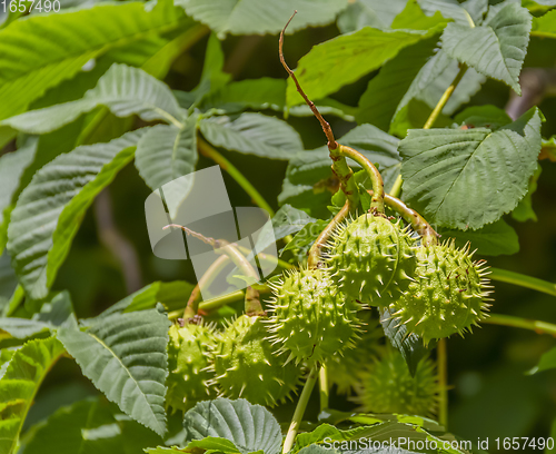 Image of fresh horse chestnuts