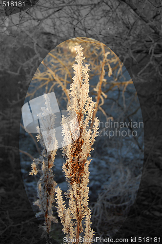 Image of  Frost