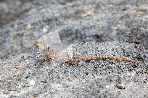 Image of Cuvier's Madagascar Swift, Oplurus cuvieri, Tsingy de Bemaraha. Madagascar wildlife