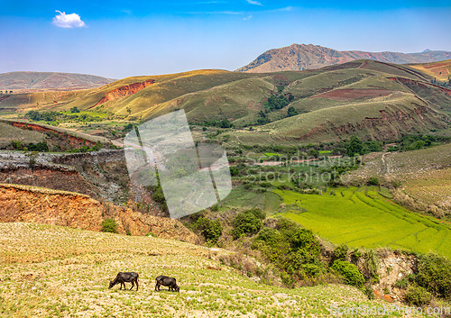 Image of Devastated central Madagascar landscape - Mandoto, Province Vaki