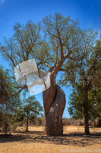 Image of Entwined Baobab trees Kivalo, Morondava. Madagascar wilderness landscape.