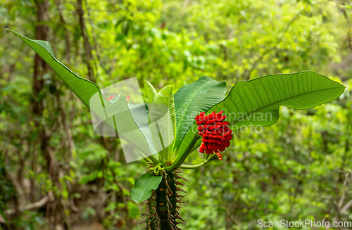 Image of Euphorbia viguieri Denis. Red flower in Tsingy de Bemaraha forest. Madagascar wilderness.