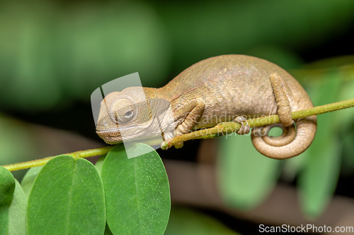 Image of Oustalet's chameleon baby, Furcifer oustaleti, Reserve Peyrieras Madagascar Exotic, Madagascar wildlife