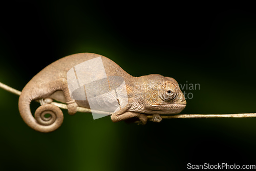 Image of Oustalet's chameleon baby, Furcifer oustaleti, Reserve Peyrieras Madagascar Exotic, Madagascar wildlife