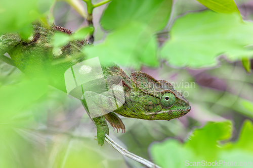 Image of Oustalet's chameleon, Furcifer oustaleti female, Tsingy de Bemaraha, Madagascar wildlife