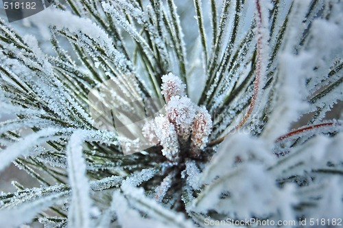 Image of Frost