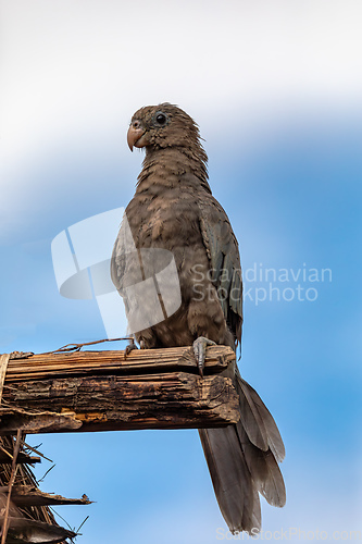 Image of Lesser vasa parrot or black parrot, Coracopsis nigra, Bekopaka Tsingy de Bemaraha, Madagascar