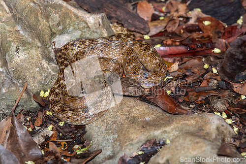 Image of Malagasy Cat-eyed Snake, Madagascarophis colubrinus, Kirindy Forest, Madagascar wildlife